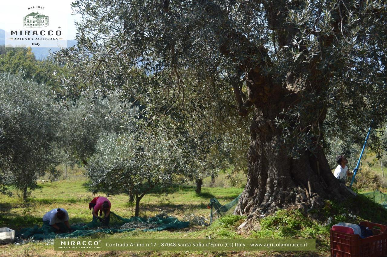 Agriturismo Miracco Atanasio Franco "Il Maniero" Santa Sofia d'Epiro Екстер'єр фото