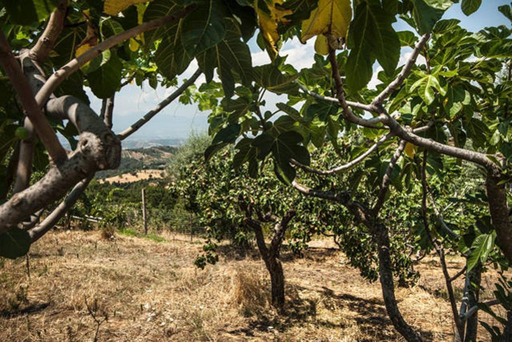 Agriturismo Miracco Atanasio Franco "Il Maniero" Santa Sofia d'Epiro Екстер'єр фото